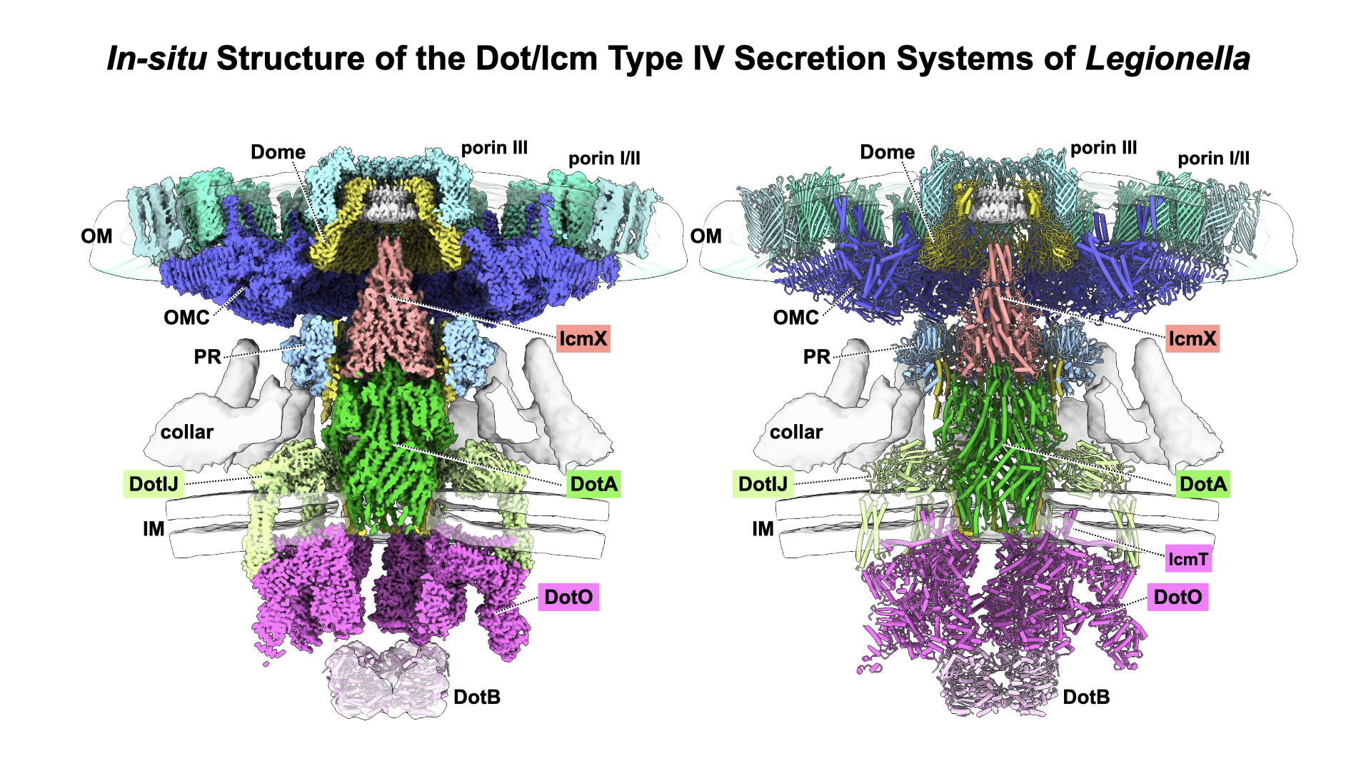 In-situ structure of the Dot/Icm type IV secretion system in Legionella   
