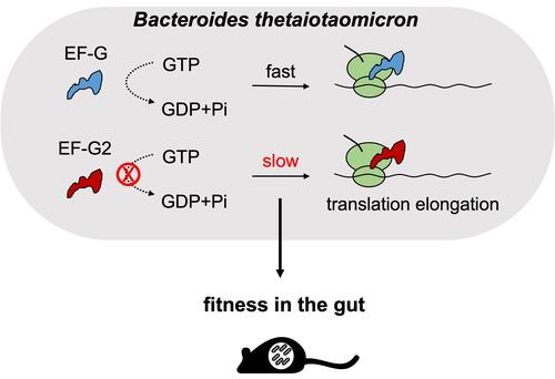 EMBO J. 2022 Dec. Gut colonization by Bacteroides requires translation by an EF-G paralog lacking GTPase activity.