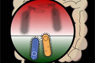 Hidden from sight, bacteria fight for survival in the human gut. Image by Aaron Wexler.