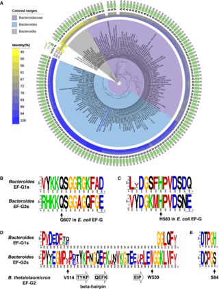 Groisman research