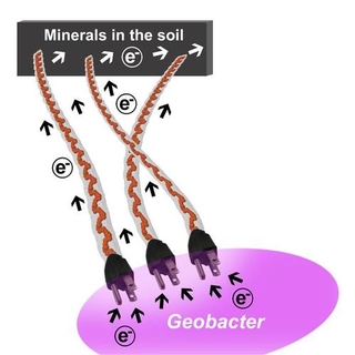 Discovery of a protein family that functions as electrical “plugs” to charge bacterial nanowires. (Credit: Eric Martz)