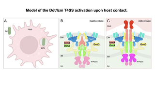 Model of the Dot/Icm T4SS activation upon host contact
