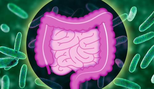 Boosting survival of a beneficial bacterium in the human gut